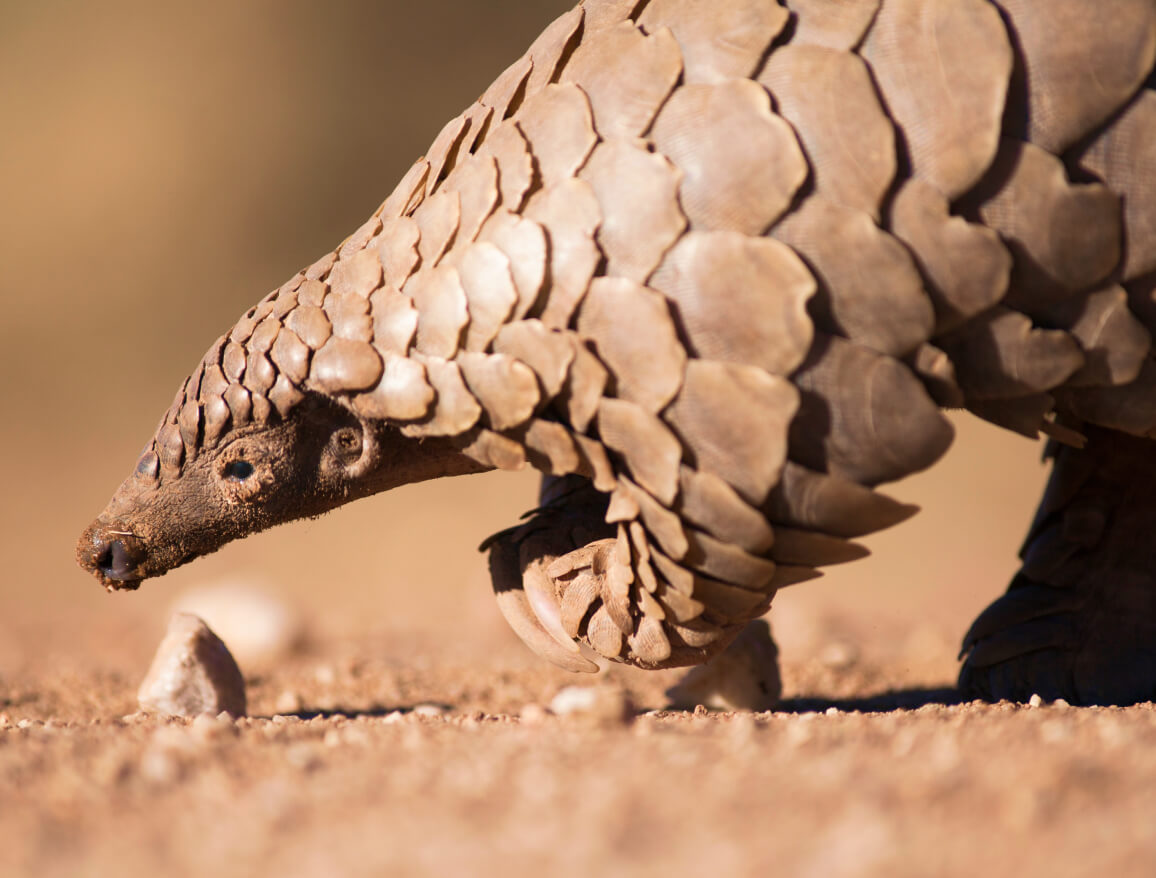 A close up of a pangolin showing it’s armor-like scales which resemble a pinecone
