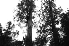 LIDAR and GIS create three-dimensional model of enormous eucalyptus tree