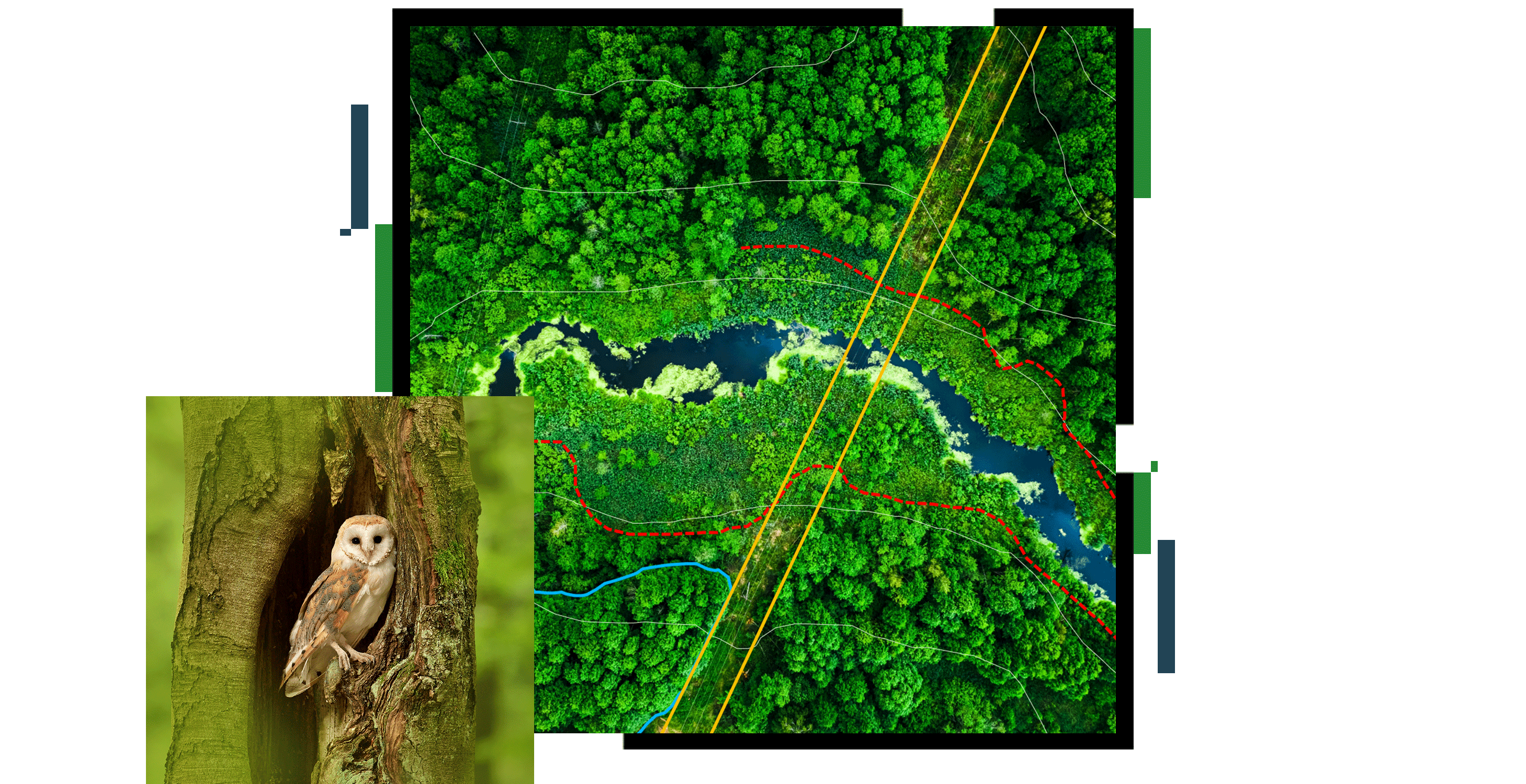 An aerial photo of a bright green forest with a blue river winding through it, overlaid with a photo of a brown and white barn owl perched in a hollowed tree trunk