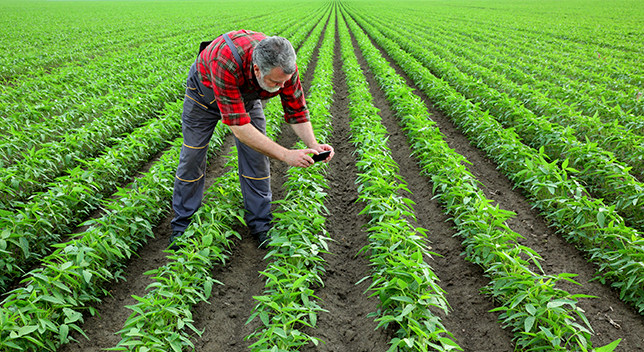 A photo of a farmer standing in a field of long rows of green crops, leaning over to take a closeup picture of one of the plants