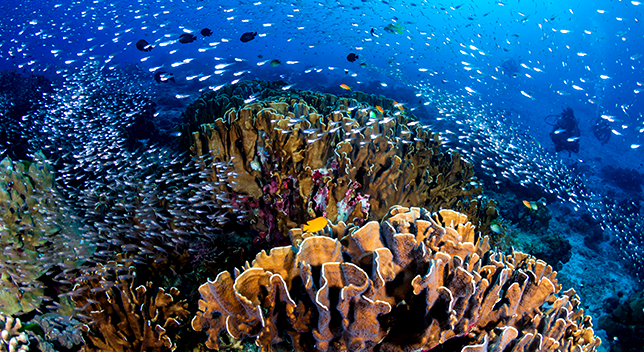 An underwater photo of an orange coral reef with thousands of bright white fish swimming in dense schools through brilliant blue waters