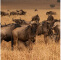 A large group of wildebeests standing in a savanna at sunset