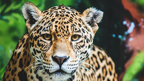 An Argentine jaguar looking at the camera 