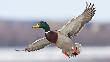 A mallard taking flight off of a lake