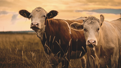 Two cows standing in a brown, grassy field at sunset.