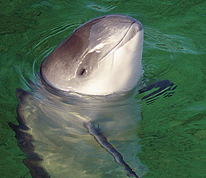 Harbor porpoise, one of the mammals on the IUCN Red List of Threatened Species. (Photo by AVampireTear)