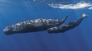 Sperm whale, another mammal on the IUCN Red List of Threatened Species (Photo By Gabriel Barathieu)