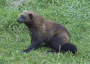 Wolverine, a species on the IUCN Red List of Threatened Species. (Photo by Zefram)