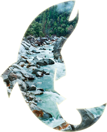 Wild and Scenic Fish