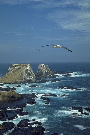Isla de la Plata