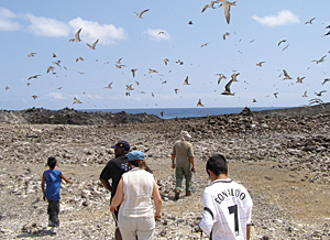 photo of terns on Ascension Island