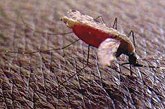 The mosquito--a major malarial vector.