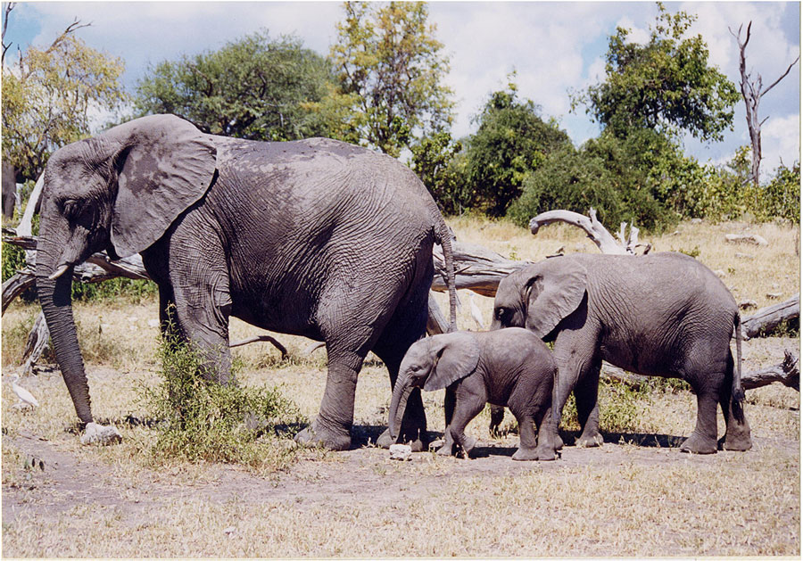 elephants in botswana lg