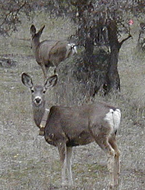 two mule deer