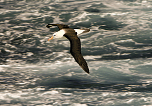 photo of an albatross