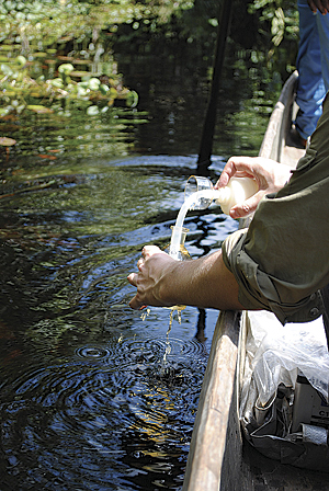 Over the side of a pirogue, researchers collect water samples in the swamp forest.