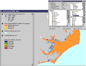 CORA map showing the distribution and abundance of a species in North Carolina estuaries based on two data sets. Inset: The CORA query builder screen.