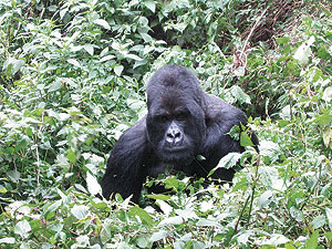 A Sabinyo gorilla