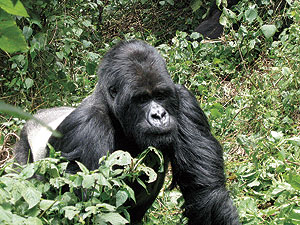 A Sabyinyo gorilla