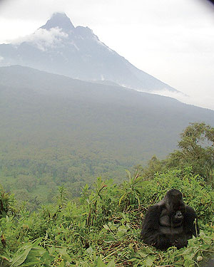 gorilla resting in Virunga habitat