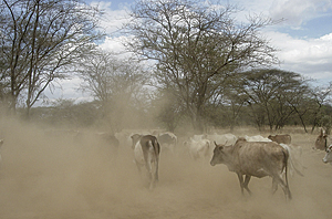 Maasai cattle raising dust in the South Rift region of Kenya. (Photos: Karen Beardsley)