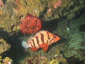 A tiger rockfish and fish-eating anemone.