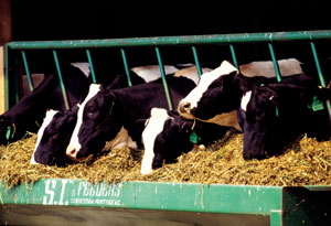 photo of cows at a feeding trough