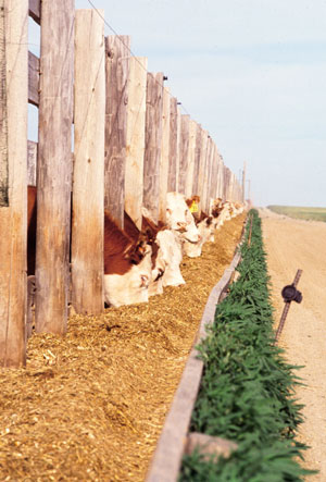 photo of cows at a feeding trough in a field