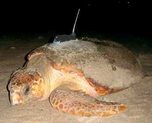 photo of a turtle with attached transmitter