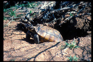 a desert tortoise