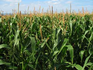 photo of a corn field
