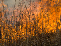 Wildfires