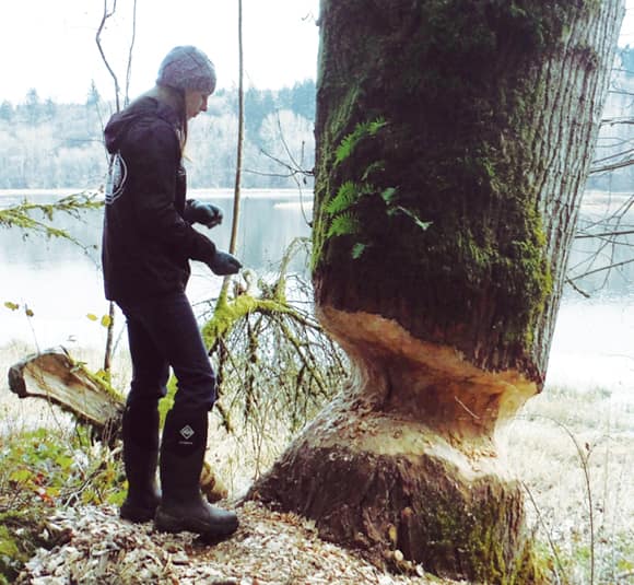 Translational ecology