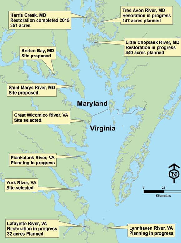 Chesapeake Bay oyster rehabilitation projects