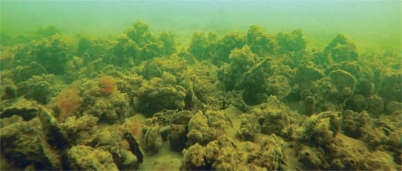 A revitalized crushed shell reef