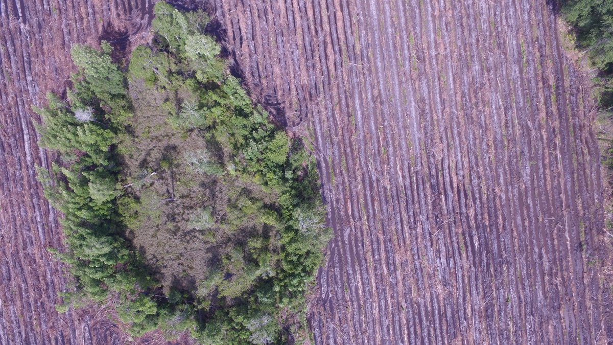 Bedding rows in pine plantation
