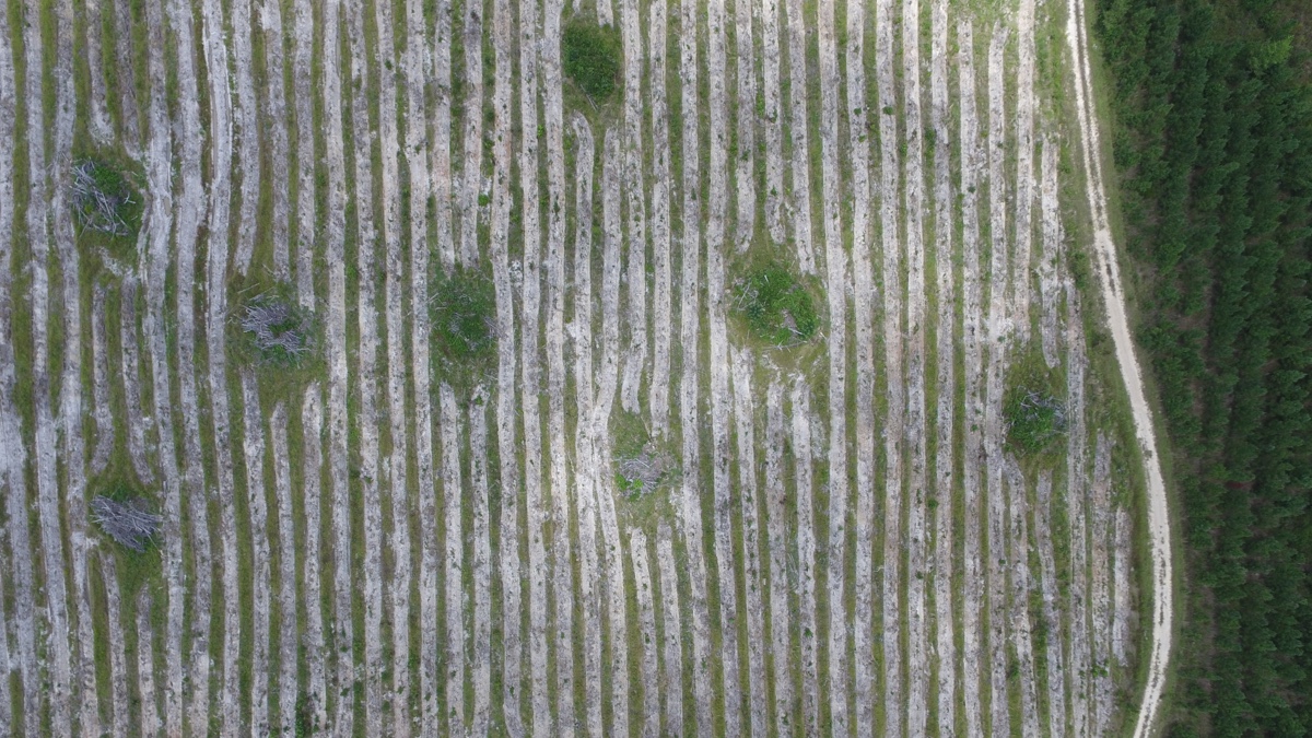 Bedding rows in pine plantation