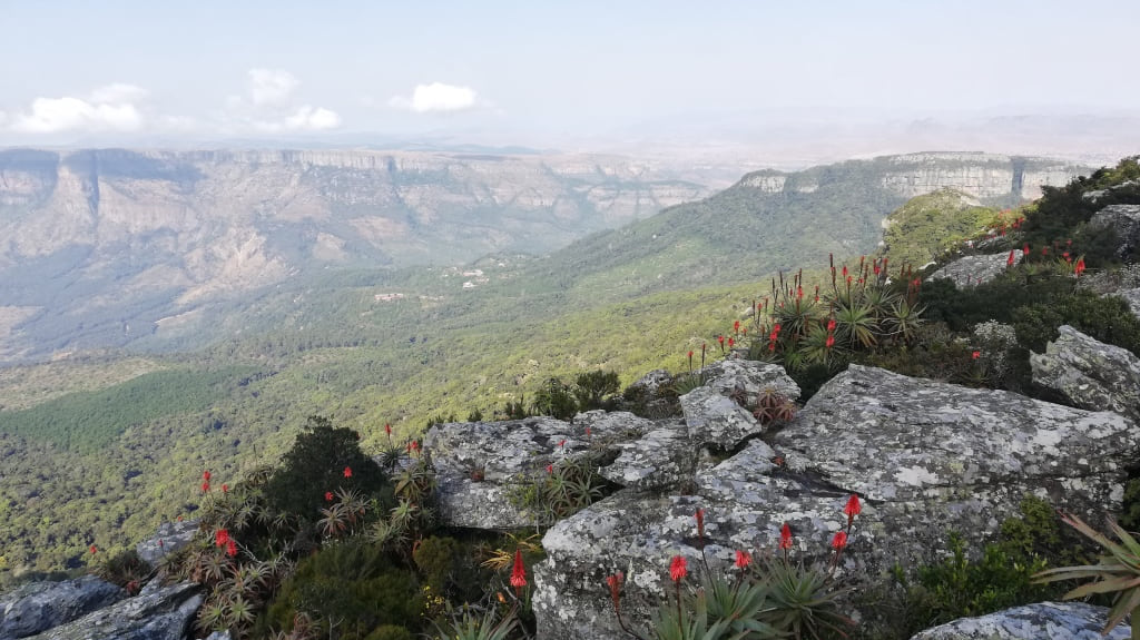 wildflower on the escarpment in Kruger