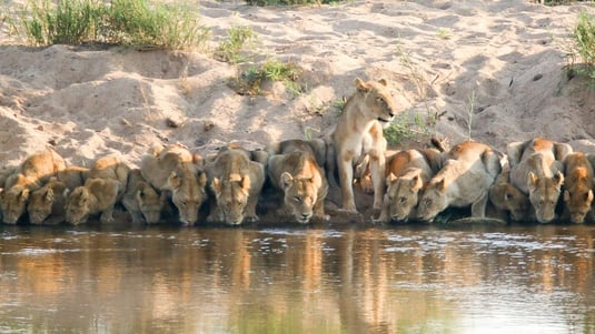 lionesses drinking from a river