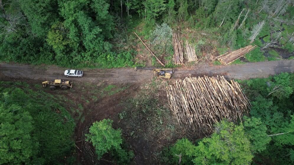 drone view of forestry