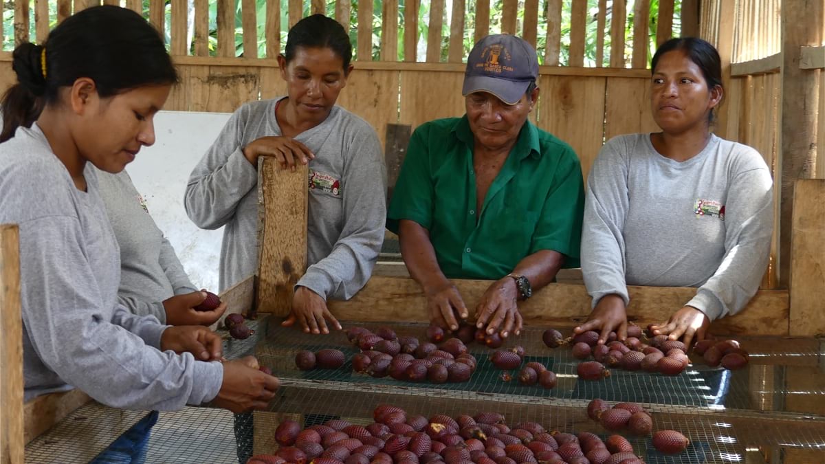 buriti fruit sorting and processing