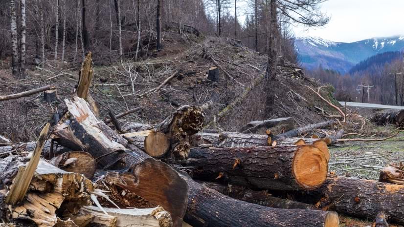 wildfire debris next to roadway