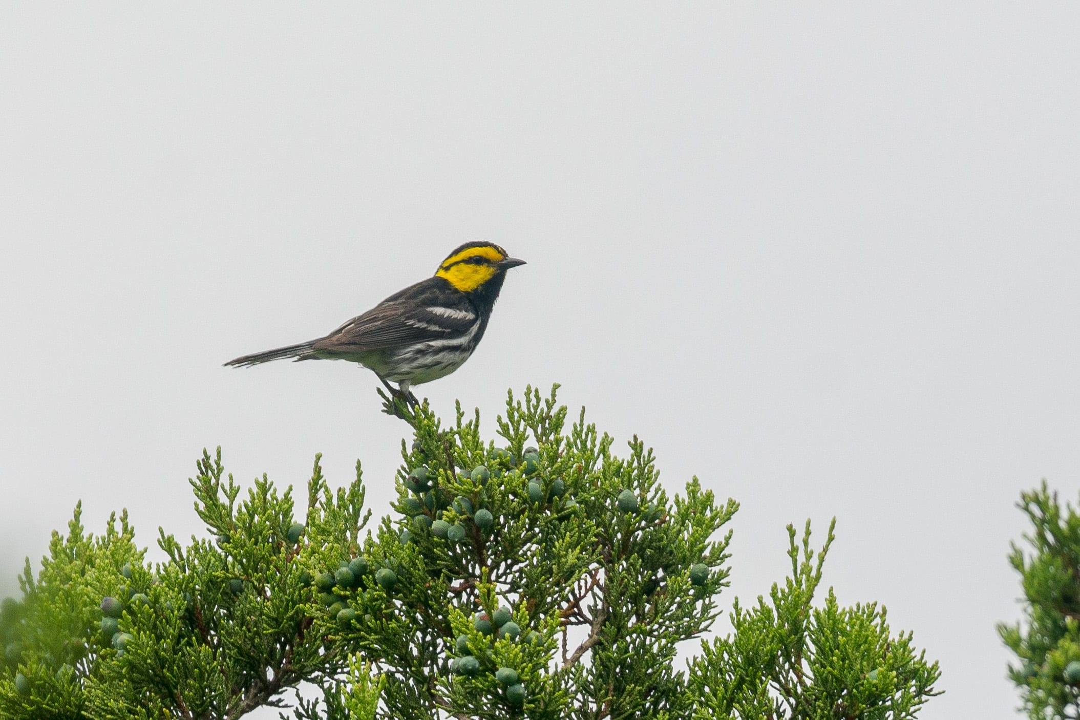 Golden Cheeked Warbler
