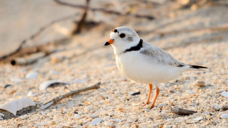 Piping Plover