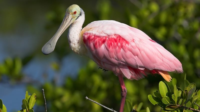 Roseate Spoonbill