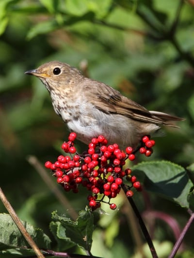 Swainsons Thrush