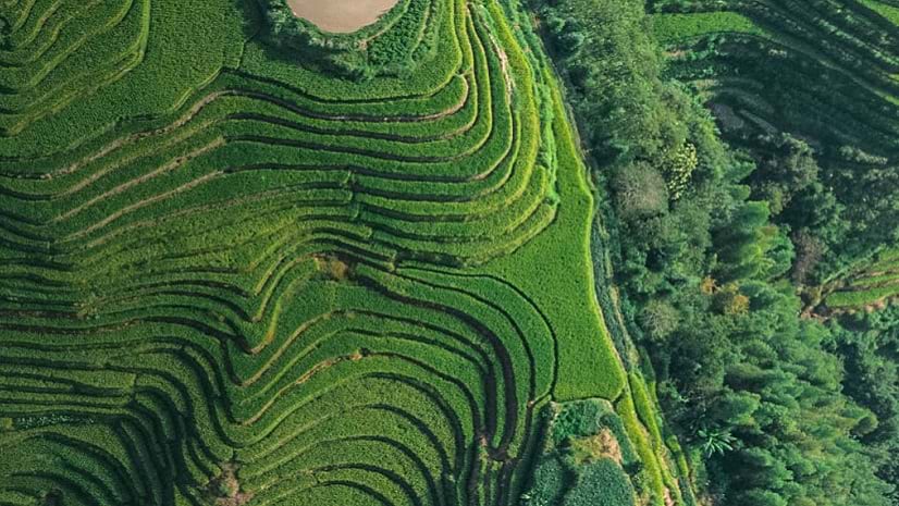 A tiered planting system on a green hillside