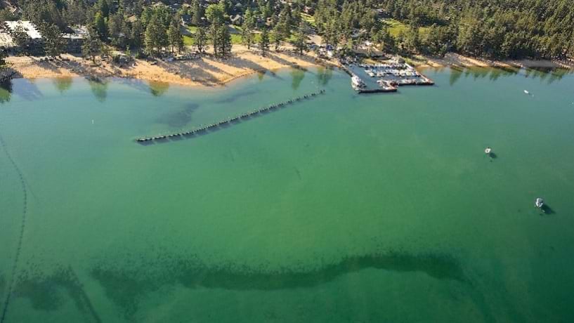 band of metaphyton algae