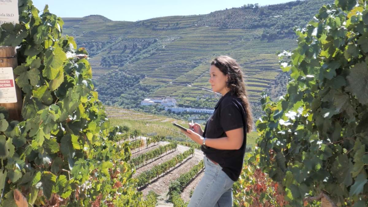 observing grapes and recording readings