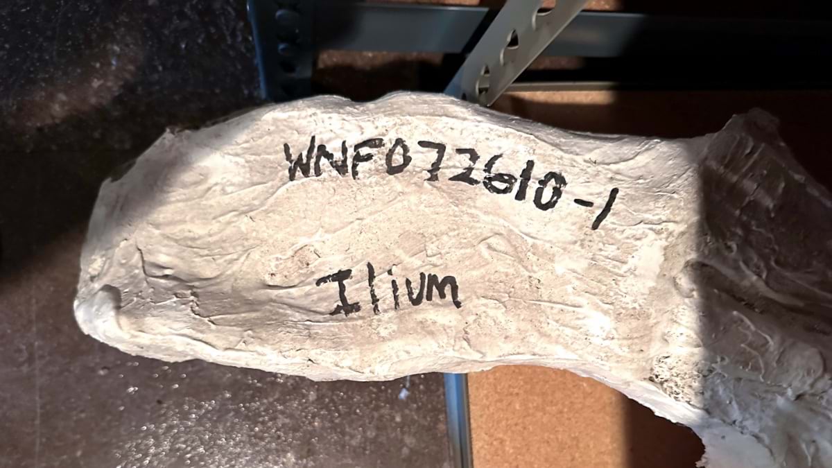 Jacketed bone on a shelf